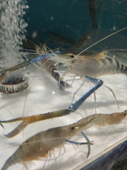 Macrobrachium rosenbergii