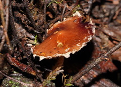 Stropharia formosa