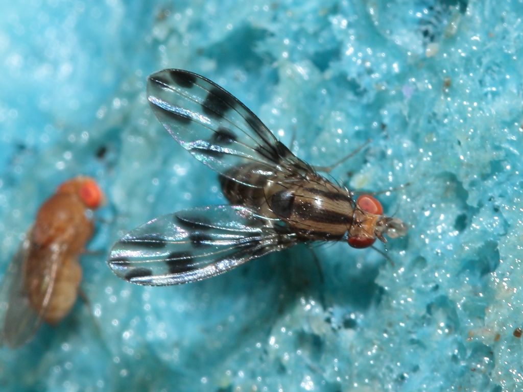 Drosophila oreas