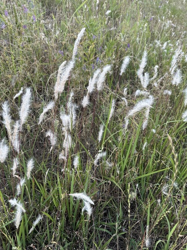 Cogon Grass