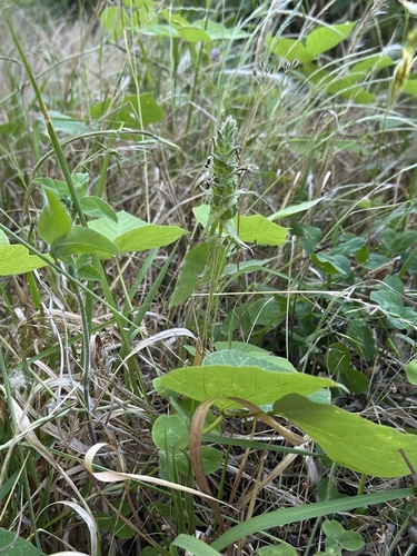 Mediterranean lineseed