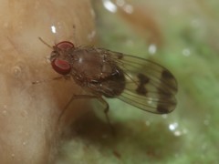 Drosophila paucicilia