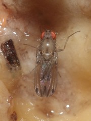 Drosophila paucicilia