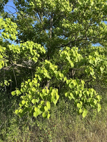 Chinese Tallow