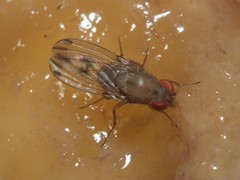 Drosophila paucicilia