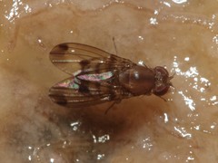 Drosophila paucicilia