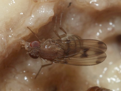 Drosophila paucicilia, 2014-02-12