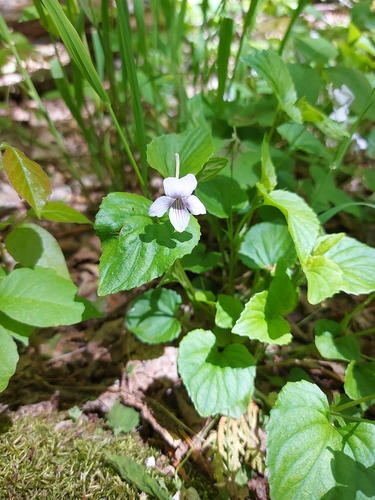 Viola rostrata, 2026-05-31