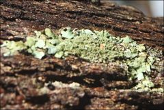 Austroparmelina conlabrosa