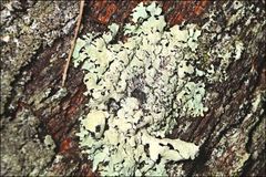 Austroparmelina pseudorelicina