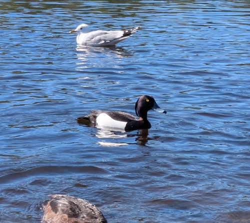 Tufted Duck