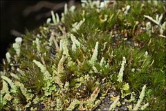 Cladonia rigida