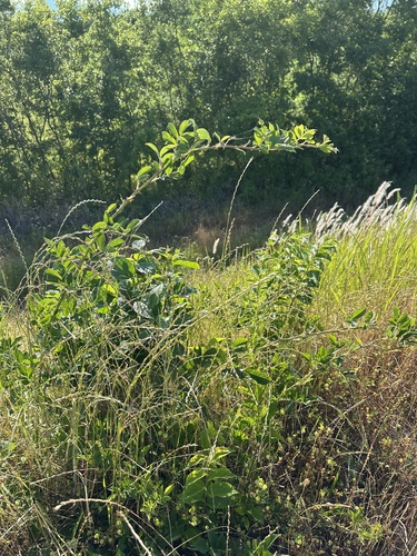 multiflora rose
