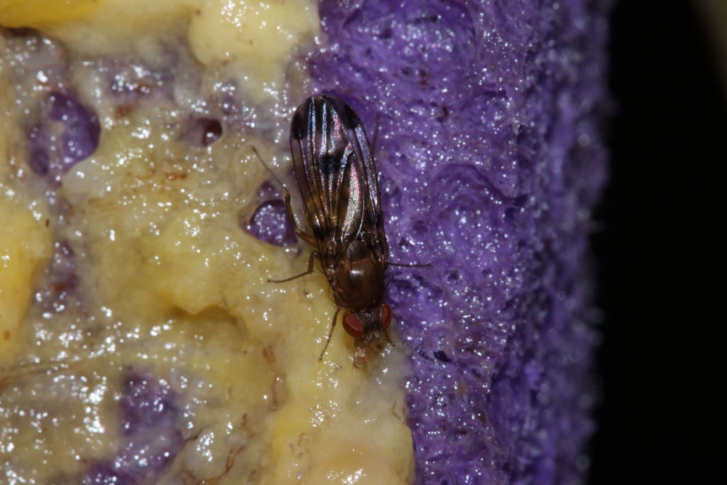 Drosophila basisetae
