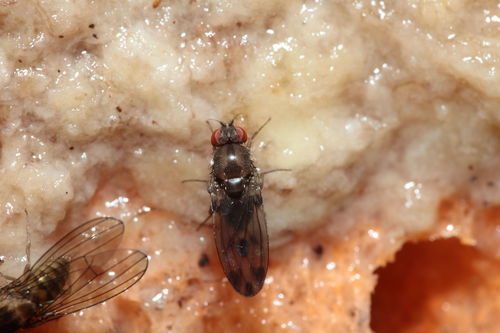 Drosophila paucipuncta observed 2010-01-01