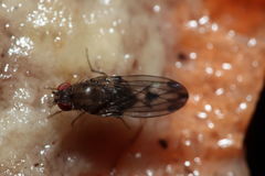 Drosophila paucipuncta