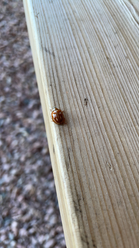 Striped Ladybird