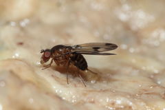 Drosophila paucipuncta