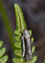 Philobota acropola