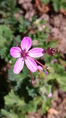 Erodium cicutarium