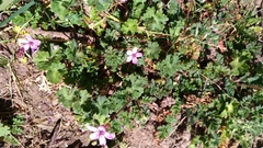 Erodium cicutarium
