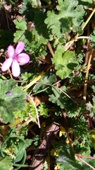 Erodium cicutarium
