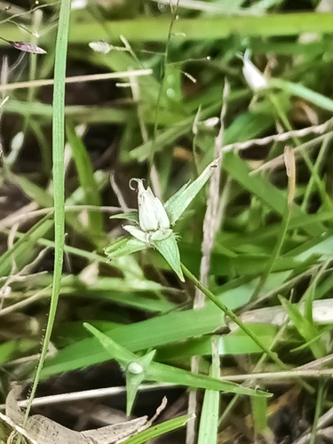 Rhynchospora pubera, 2026-05-31