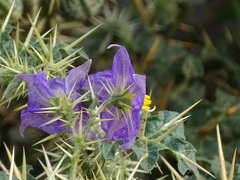 Solanum virginianum