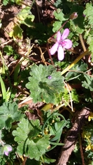Erodium cicutarium