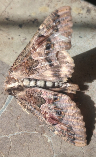 Sundowner moth