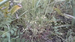 Euphrasia wettsteinii