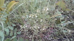 Euphrasia wettsteinii