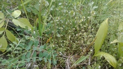 Euphrasia wettsteinii
