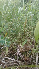 Euphrasia wettsteinii