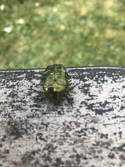 Cetonia aurata