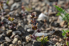 Euphrasia wettsteinii