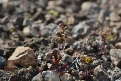 Euphrasia wettsteinii