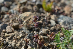 Euphrasia wettsteinii