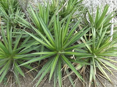 Agave angustiarum