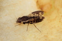 Scaptomyza palata