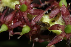 Scaptomyza undulata