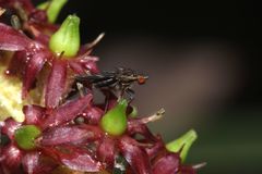 Scaptomyza undulata