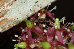 Scaptomyza undulata