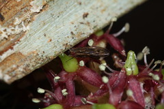 Scaptomyza undulata