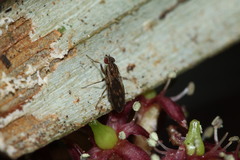 Scaptomyza undulata