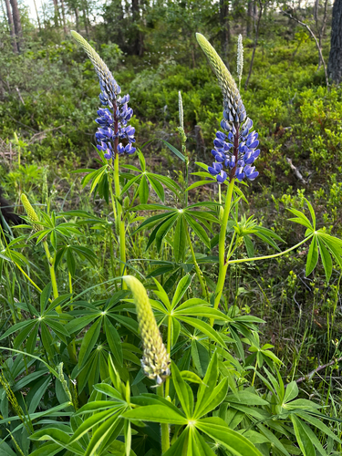 Large-leaved lupine