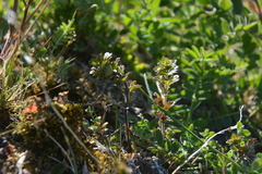 Euphrasia wettsteinii