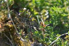Euphrasia wettsteinii