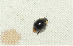 Apolinus lividigaster