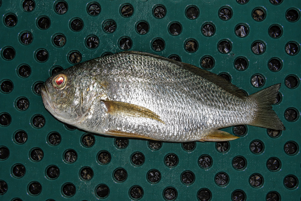 Shorthead drum (Larimus breviceps) — Sciaenidae